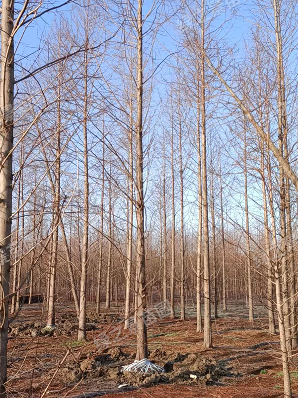 福建水杉供应商