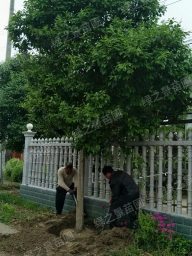 江苏大叶女贞价格