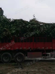 河南大叶女贞种植