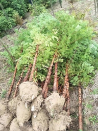 福建水杉批发