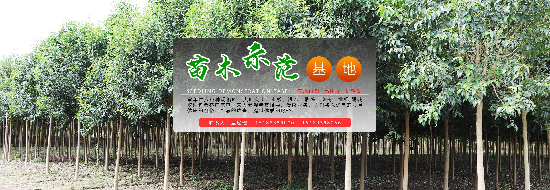 江苏大叶女贞